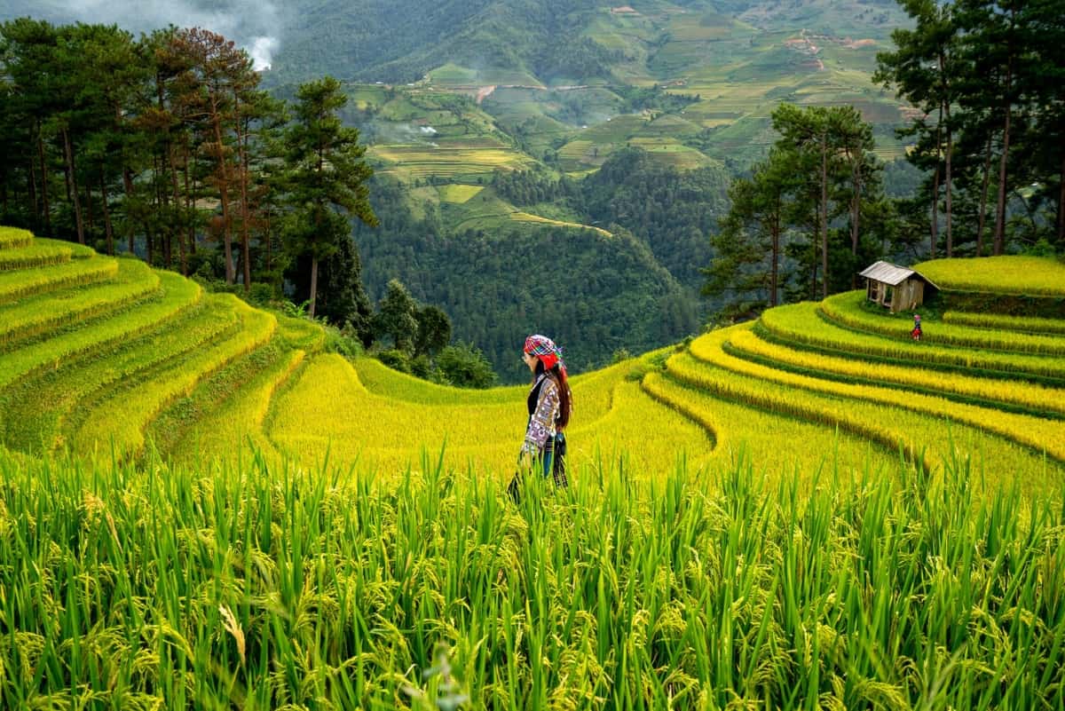 a woman in colourful garments stands in the middle of a terraced crop field. Buildings and more terraced fields on hillsides are visible in the distance.