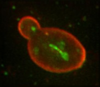 Candida albicans cell fluorescently stained with ConA-Texas Red on the cell surface and a GFP-tagged protein on the inside