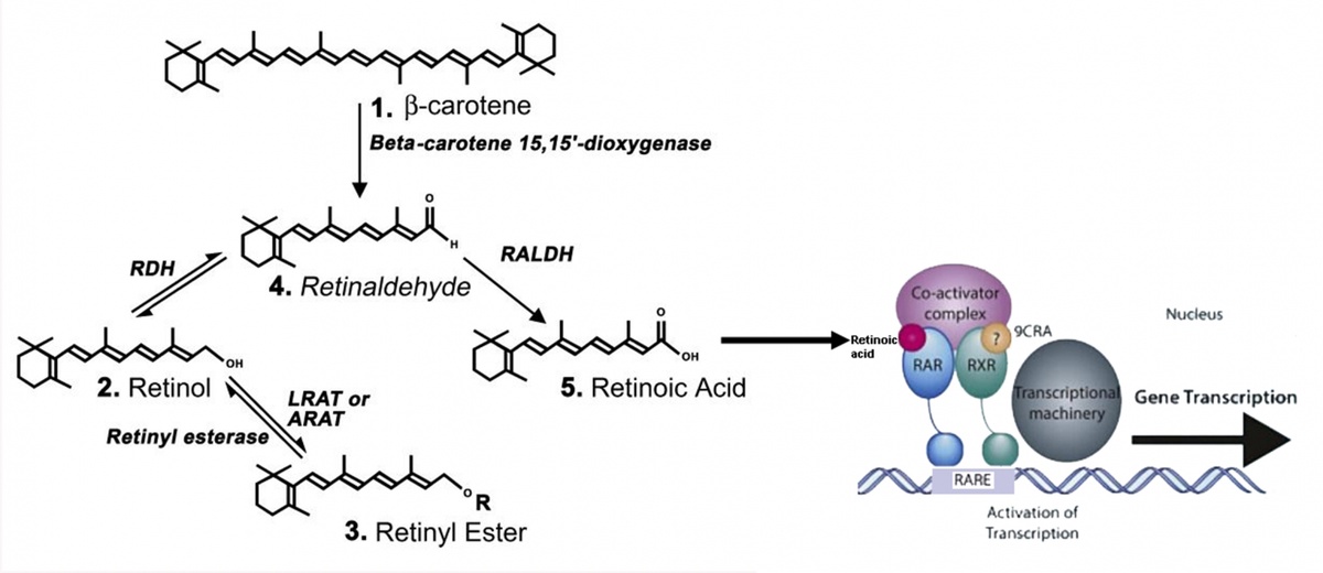 Retinoic acid synthesis and its activation of gene expression