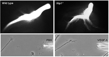 Effect of loss of NRP1 on optic chiasm development