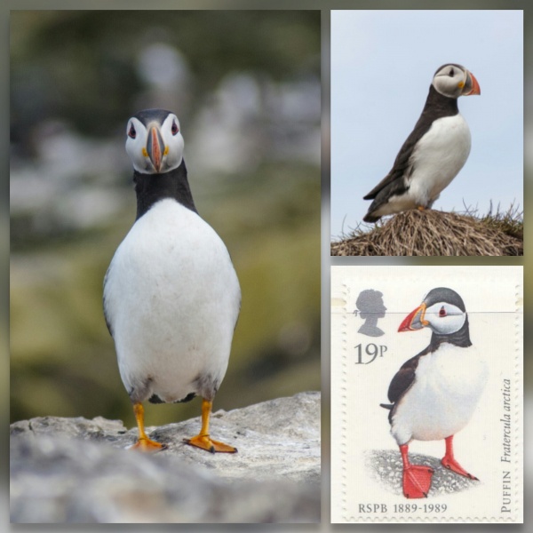 Puffins and puffin stamp