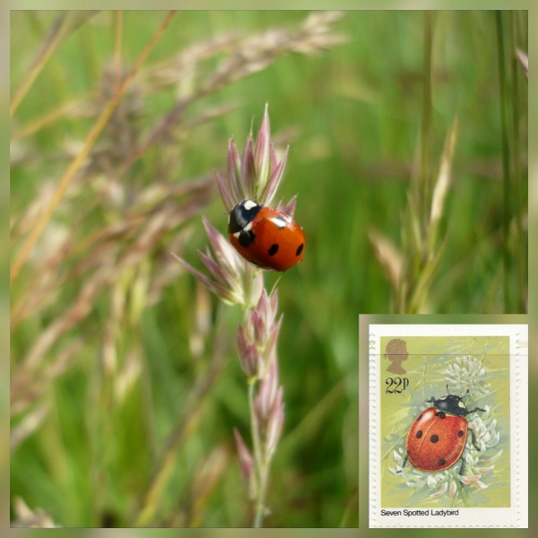 Ladybird in grass