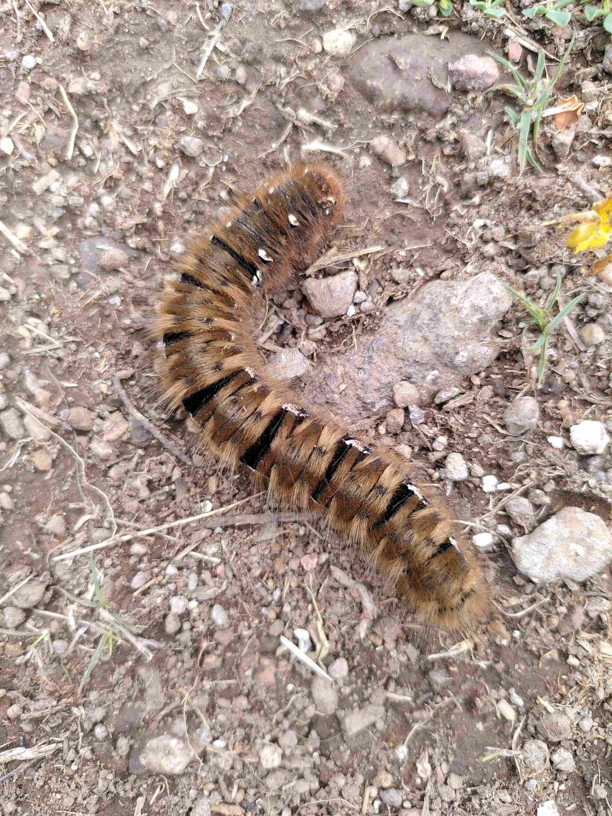 Caterpillar