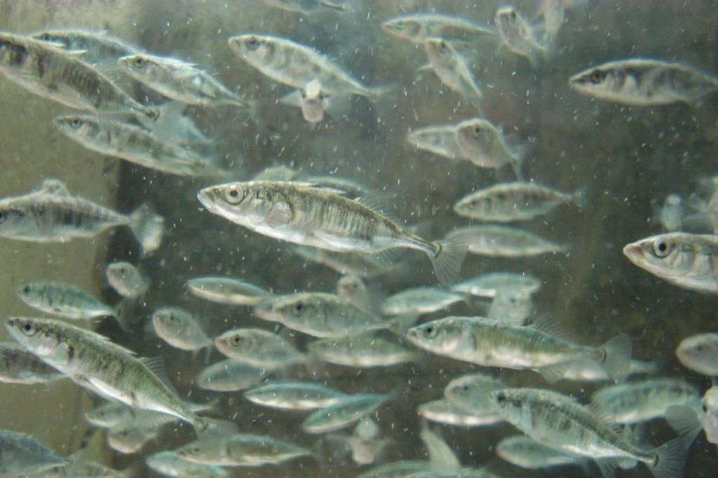 shoal of stickleback