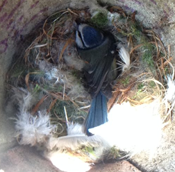 Blue tit sat on nest