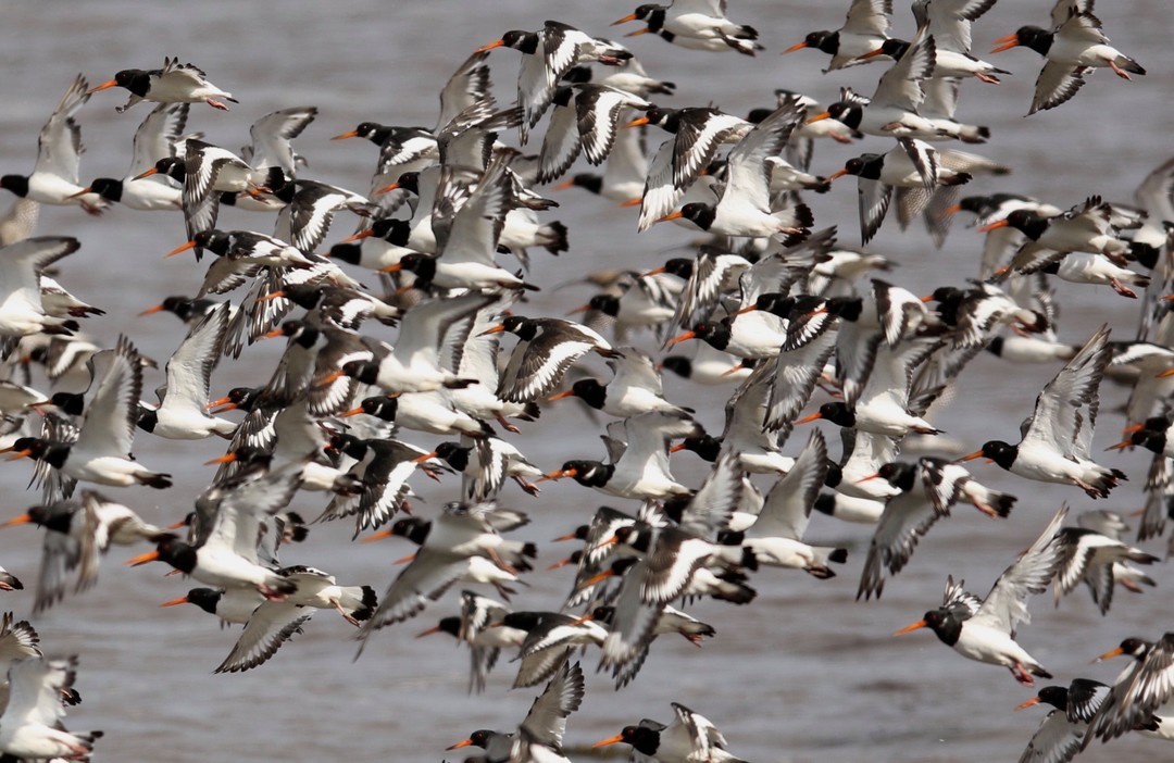 Flock of oystercatchers in flight