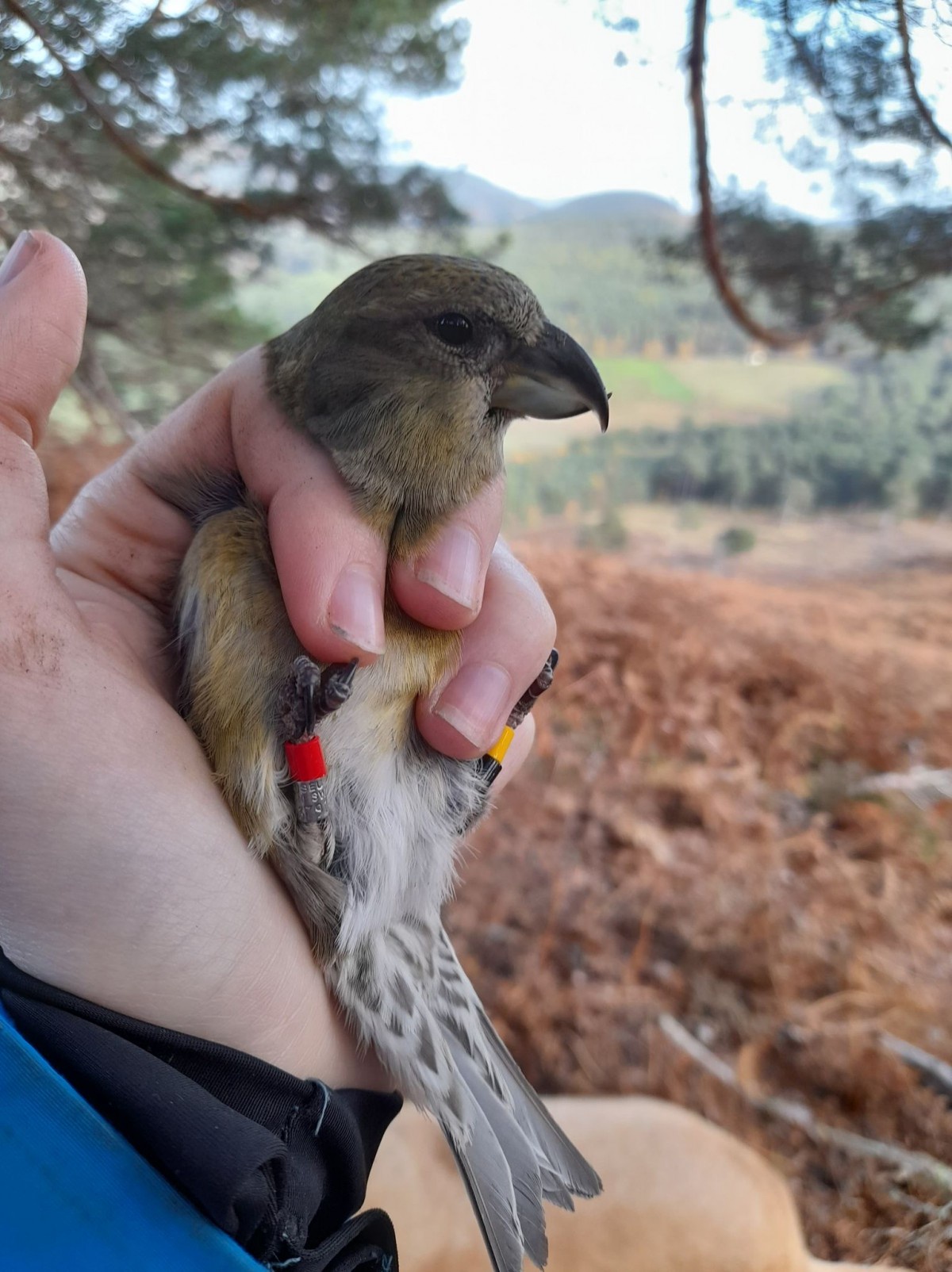 Crossbill in the hand with colour rings on both legs. The red ring on the right leg shows the place and year the bird was caught (Scotland, 2022). The black and yellow ring combination on the left leg is unique to the individual, allowing identification of the individual at distance. Camera traps are set up in the area, meaning the individual can be monitored over its lifetime.