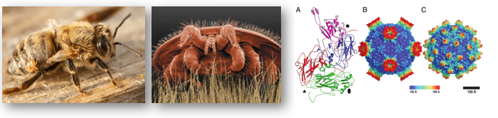 http://www.tidewaterbeekeepers.net/Varroa-Mites-and-Pest-Control; https://www.pnas.org/content/114/12/3210