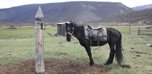 A Oehler soiot horse