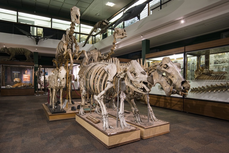 October School Holidays - Visit the Zoology Museum