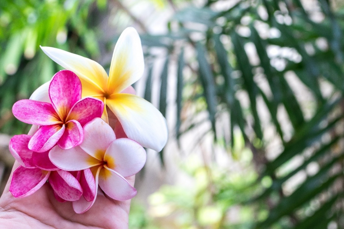 Beautiful pink and white orchids in the rainforest