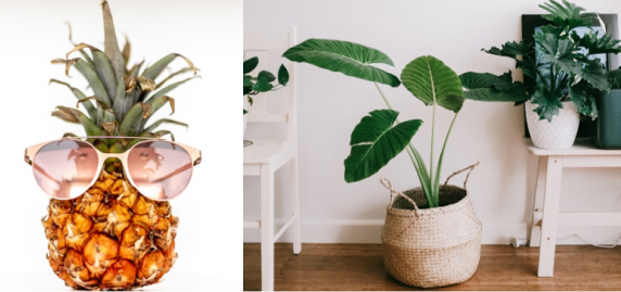 Pineapple with sunglasses on and a large tropical houseplant side by side