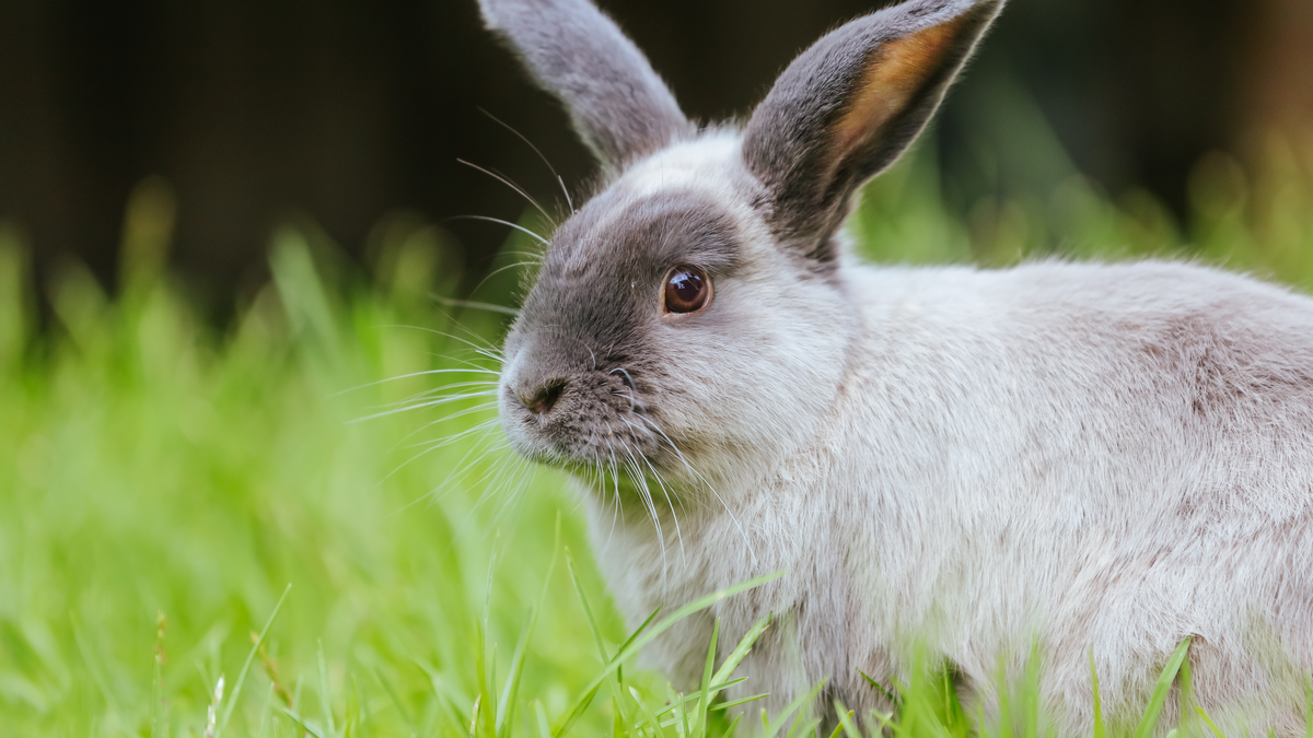 Animal Behaviour and Welfare | Undergraduate Degrees | Study Here | The  University of Aberdeen