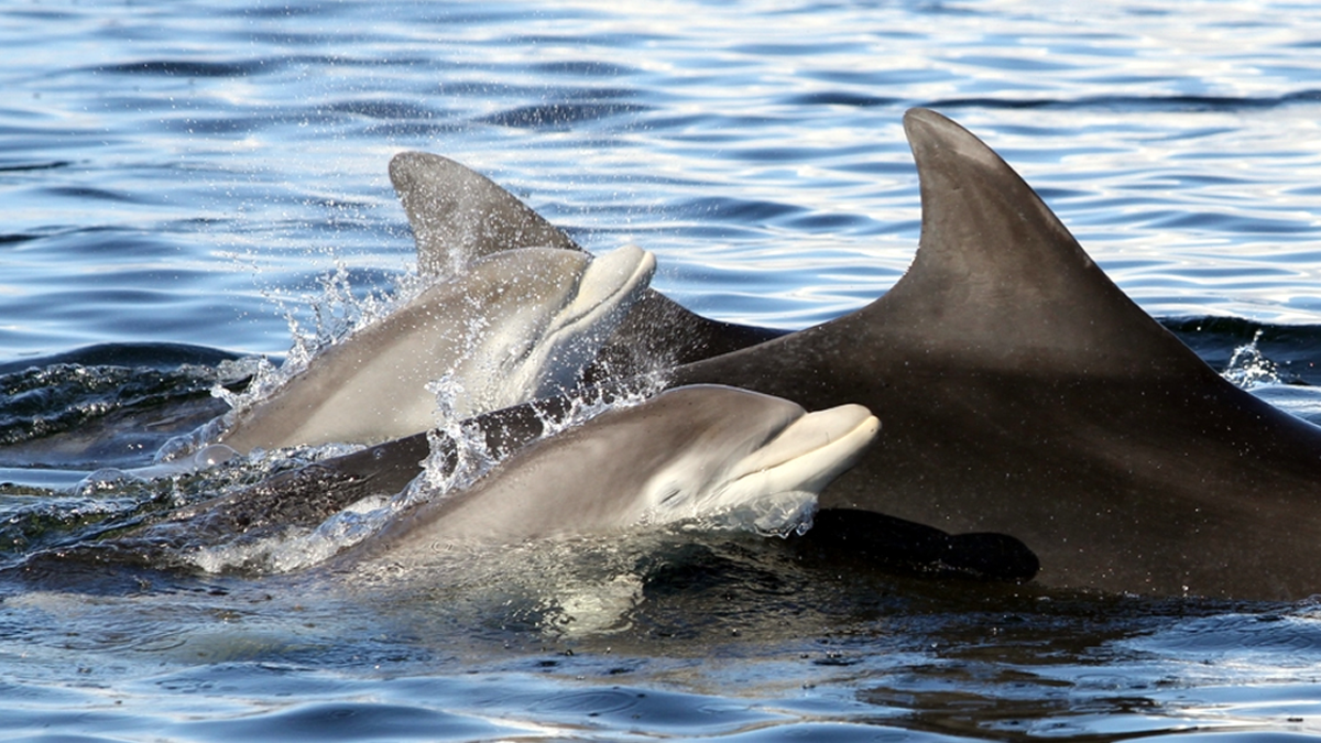 Marine Biology | Undergraduate Degrees | Study Here | The University of  Aberdeen