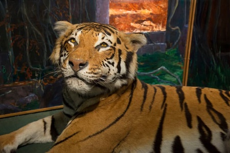 Stuffed tiger in the Zoology Museum