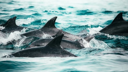Dolphins in the sea
