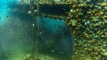 Underwater life growing on a structure