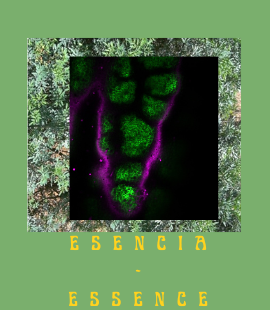 A collage of plant imagery on a green background with the text 'esencia - essence'