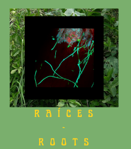 A collage of plant imagery on a green background with the text 'raĆces - roots'