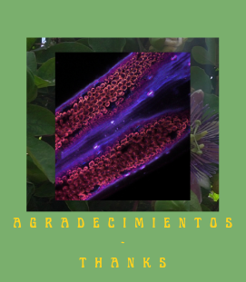 A collage of plant imagery on a green background with the text 'agradecimientos - thanks'