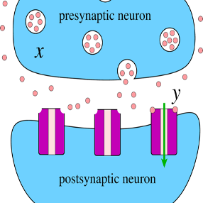 Schematic showing presynaptic and postsynaptic neurons