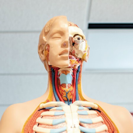 An anatomical teaching model of a human upper body