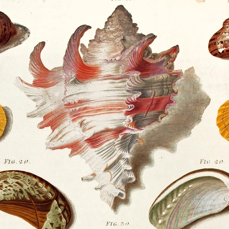 Illustration showing different shells (detail)