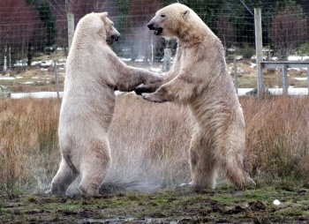 Do zoos have a role in preventing the extinction of polar bears?