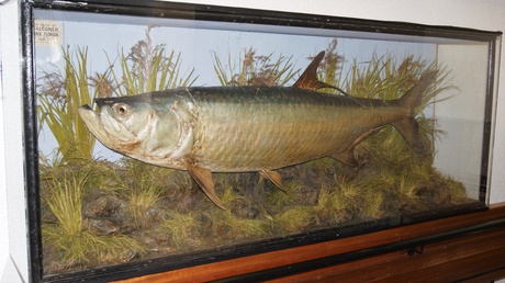 Altlantic tarpon, the big fish on the wall on the stairs in Zoology