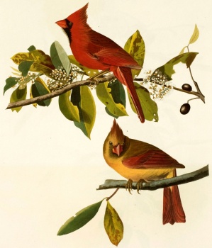 Audubon Cardinals