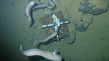 Photo of large cusk eels feeding at bait at over 6000 metres deep. Photo copyright of Oceanlab, University of Aberdeen, UK.