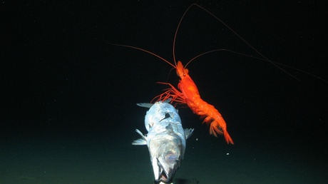 Large prawn feeding at bait. Copyright of Oceanlab, University of Aberdeen, UK
