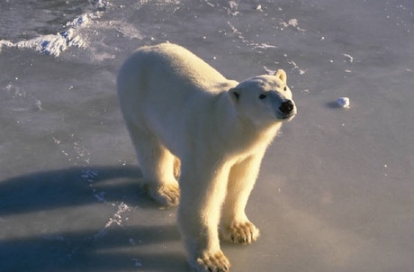 polar bear on ice sheet