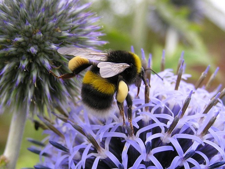 Volunteers sought to identify bumblebee population | image copyright of Bumblebee Conservation Trust