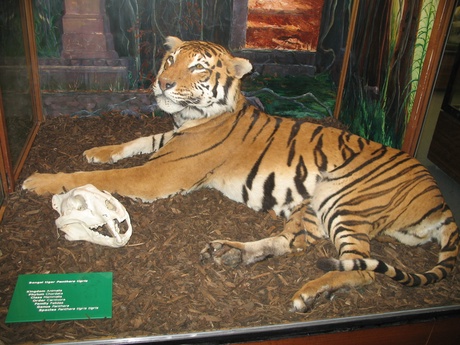 Rani the tiger