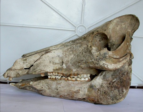 Ancient wild boar skull
