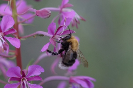 Scientists and conservationists are calling for the public's help to map the UK’s bumblebee population