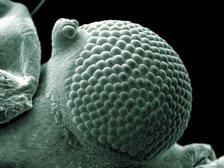 Shaped like a golf ball, this image below is in fact a scanning electron micrograph of a greenfly's eye - created by Kevin Mackenzie from the University of Aberdeen.