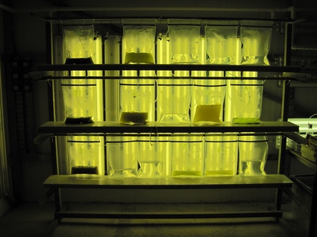 Microalgae cultivated in laboratory