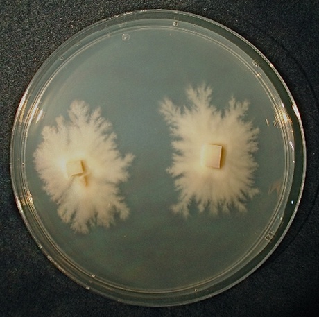Pure culture of the type species Archaeorhizomyces finlayi (Swedish isolate Ny10, grown for six months on solid media in a 9 cm diameter petri dish). Credit: Timothy James
