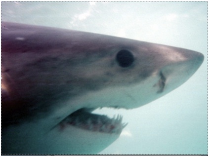 Hungry sharks adopt different hunting behaviours depending on how much food is readily available
