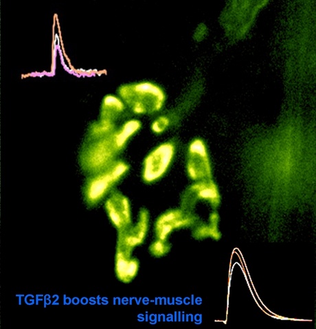 Protein - TGFb2 