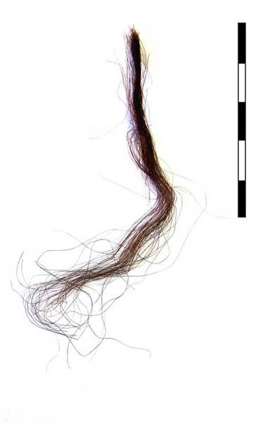 Human Hair from Nunalleq 