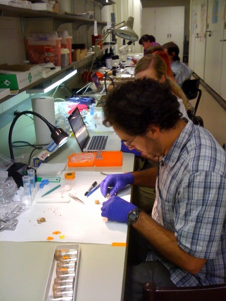 Archaeologists working at Field Museum