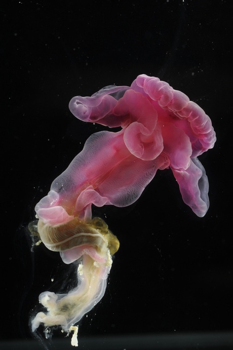 North Atlantic deep sea acorn worm - Purple species (Courtesy of David Shale)