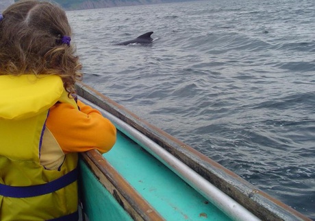 Moray Firth dolphin