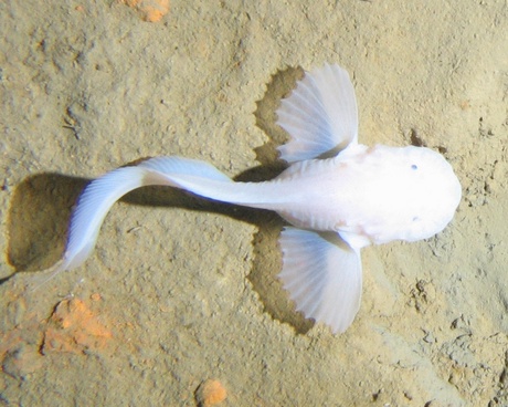 Oceanlab scientists revealed a new species of snailfish living at 7000m, never before caught or captured on camera