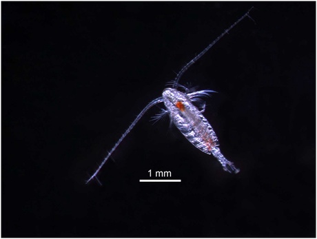 A marine copepod. These tiny crustaceans are one of the most important groups of organisms in our oceans; they represent the food-chain link between microscopic plants and fish.