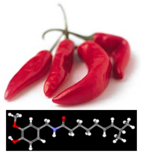 A chilli and the capsaicin molecule that makes chilli hot