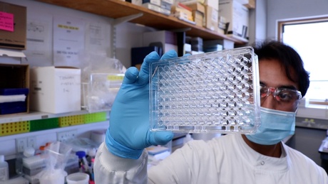 A scientist examines a Covid-19 antibody test